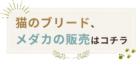 猫のブリード、メダカの販売はコチラ