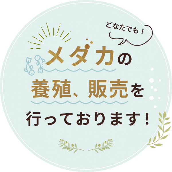 どなたでも！メダカの養殖、販売を行っております！