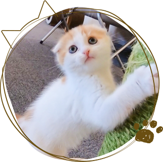 スコティッシュフォールド