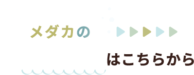 メダカの通信販売はこちらから