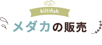 killifish メダカの販売